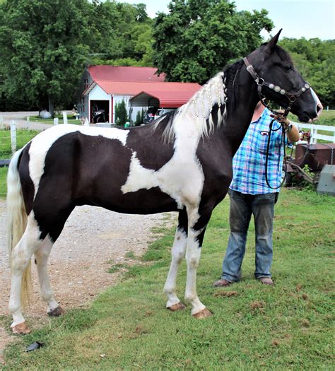 Elmer Middletown. . Horses for sale in maryland